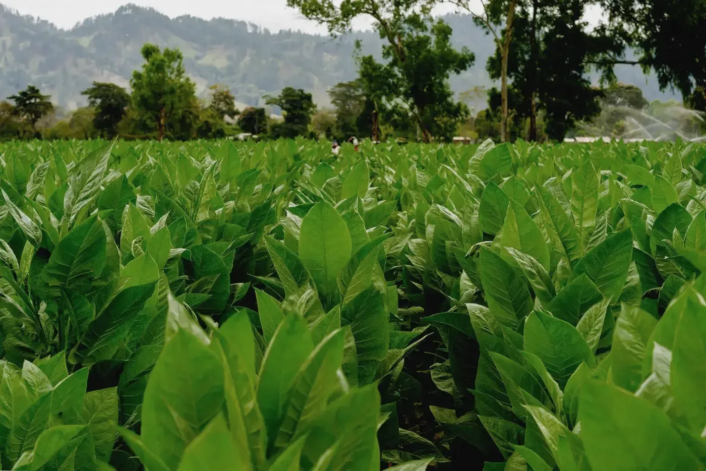 Jalapa valley tobacco fields